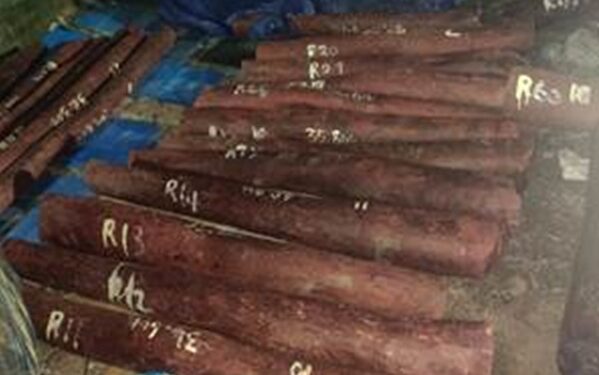 Smuggling of red sandalwood worth Rs 6.26 crore from Chennai foiled, 4 accused arrested