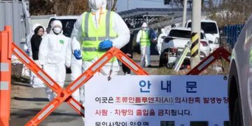 South Korea: Highly contagious bird flu hits, duck farm hit