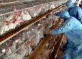 Strict measures taken in Namakkal, Tamil Nadu after bird flu cases were reported in Kerala