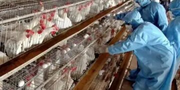 Strict measures taken in Namakkal, Tamil Nadu after bird flu cases were reported in Kerala