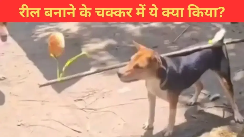 Such an act was done with a dog, people got angry after seeing the video, said - this is cruelty