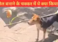 Such an act was done with a dog, people got angry after seeing the video, said - this is cruelty