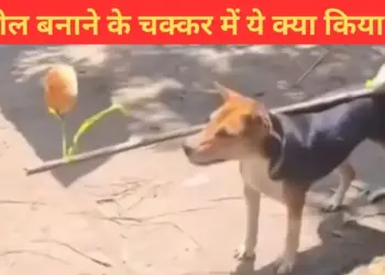 Such an act was done with a dog, people got angry after seeing the video, said - this is cruelty