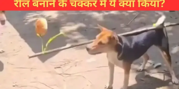 Such an act was done with a dog, people got angry after seeing the video, said - this is cruelty
