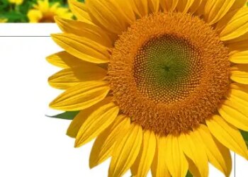 Sunflower is not only beautiful but also a treasure of health.