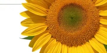 Sunflower is not only beautiful but also a treasure of health.