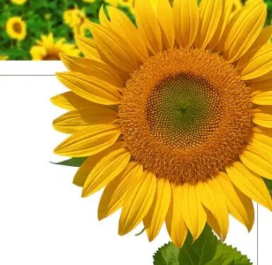 Sunflower is not only beautiful but also a treasure of health.