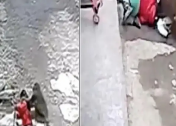 The girl was playing outside the house, then a monkey started kidnapping her, see what happened next
