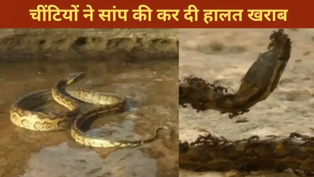 The snake entered the ants' area, what happened next...will make your soul tremble after seeing it