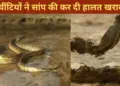 The snake entered the ants' area, what happened next...will make your soul tremble after seeing it