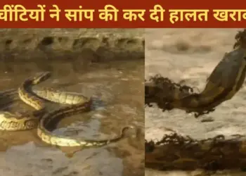 The snake entered the ants' area, what happened next...will make your soul tremble after seeing it