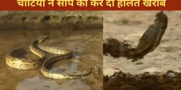 The snake entered the ants' area, what happened next...will make your soul tremble after seeing it