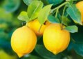 The world's most expensive lemon is found here, you will be shocked after knowing its price.