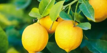 The world's most expensive lemon is found here, you will be shocked after knowing its price.