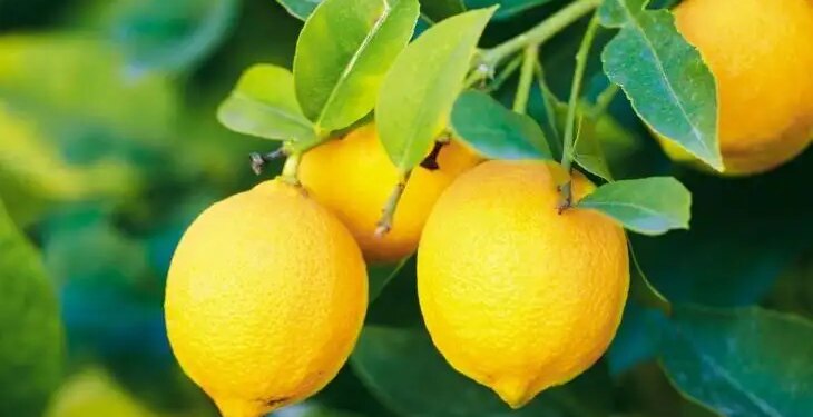 The world's most expensive lemon is found here, you will be shocked after knowing its price.