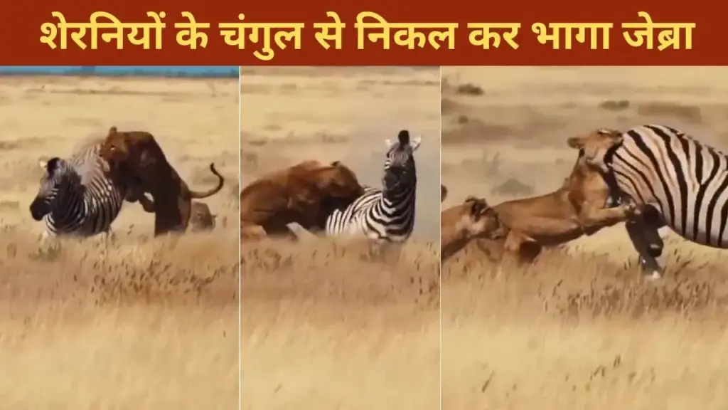 The zebra came out from among the lionesses, saved his life like this, people were stunned to see his courage