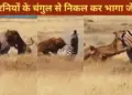The zebra came out from among the lionesses, saved his life like this, people were stunned to see his courage