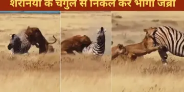 The zebra came out from among the lionesses, saved his life like this, people were stunned to see his courage