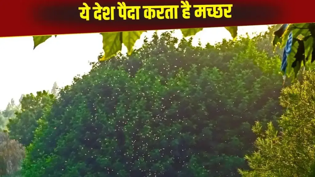 There is a mosquito factory in this country, insects are produced for a special reason