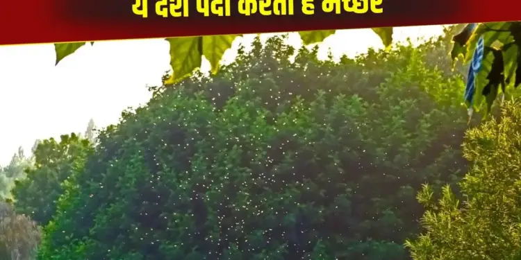 There is a mosquito factory in this country, insects are produced for a special reason