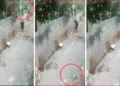 There was no railing on the roof, 9 month old baby fell down while playing, video goes viral
