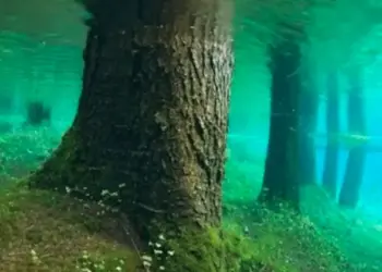 This is the most amazing lake in the world, which contains an entire forest, you will be surprised to know its secret.