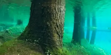 This is the most amazing lake in the world, which contains an entire forest, you will be surprised to know its secret.