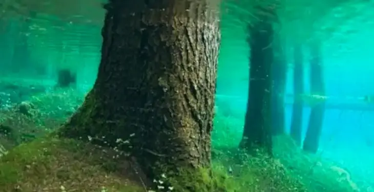 This is the most amazing lake in the world, which contains an entire forest, you will be surprised to know its secret.