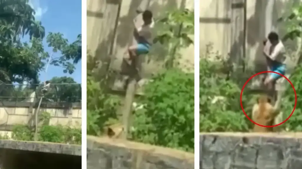 VIDEO Viral: The man had to jump into the lioness's enclosure. Food is prepared in minutes, your soul will tremble after watching the video