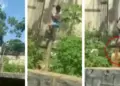 VIDEO Viral: The man had to jump into the lioness's enclosure. Food is prepared in minutes, your soul will tremble after watching the video