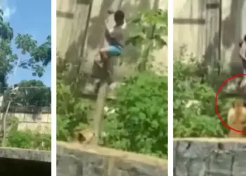 VIDEO Viral: The man had to jump into the lioness's enclosure. Food is prepared in minutes, your soul will tremble after watching the video
