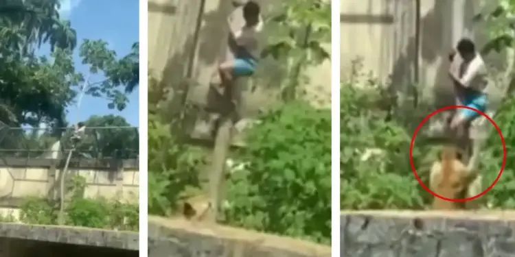 VIDEO Viral: The man had to jump into the lioness's enclosure. Food is prepared in minutes, your soul will tremble after watching the video