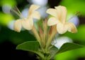 Vajradanti: Miraculous medicine for teeth, panacea for oral health.