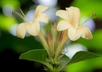 Vajradanti: Miraculous medicine for teeth, panacea for oral health.