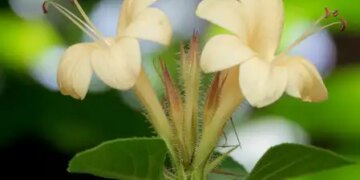 Vajradanti: Miraculous medicine for teeth, panacea for oral health.