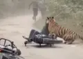 West Bengal: Husband pulled wife from the jaws of a tiger in Sunderbans, attacked while fishing
