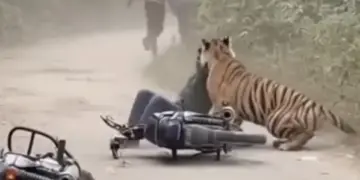 West Bengal: Husband pulled wife from the jaws of a tiger in Sunderbans, attacked while fishing