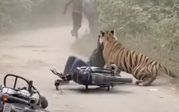 West Bengal: Husband pulled wife from the jaws of a tiger in Sunderbans, attacked while fishing