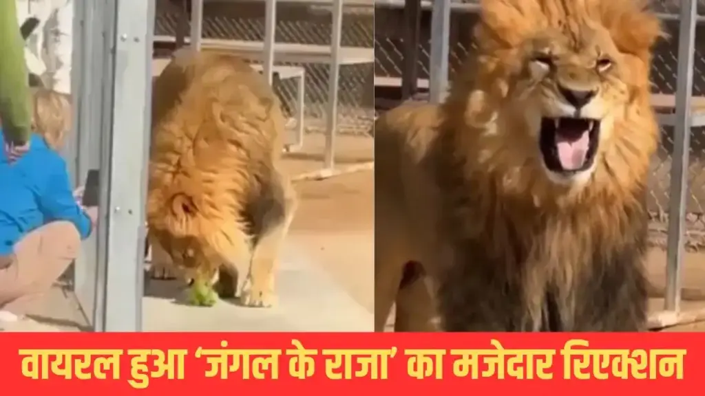 What kind of people are they? Such behavior with a dog, users got angry after watching the video