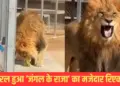 What kind of people are they? Such behavior with a dog, users got angry after watching the video