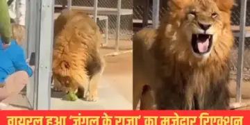 What kind of people are they? Such behavior with a dog, users got angry after watching the video