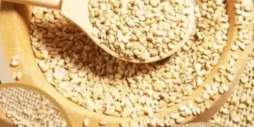 5 best ways to eat sesame seeds in winter, which will keep the body warm and strong from inside