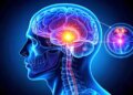 A gland as small as a pea, but controls everything including your sleep, mood and consciousness.