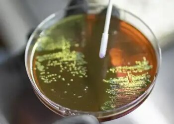Antibiotic consumption during pregnancy increases risk of Group B streptococcus disease in babies: Research