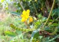 Are you troubled by cough and cold? Use of this plant will provide instant relief
