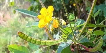 Are you troubled by cough and cold? Use of this plant will provide instant relief