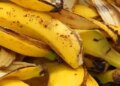 Banana peel rich in nutrients, a boon for health