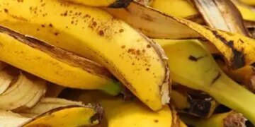 Banana peel rich in nutrients, a boon for health