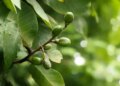 Bhilava: Miraculous benefits in digestion, skin and joint pain, but caution necessary