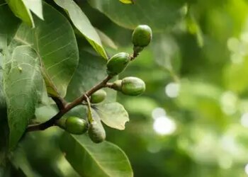 Bhilava: Miraculous benefits in digestion, skin and joint pain, but caution necessary